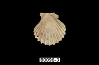 藏品(海扇蛤)的圖片